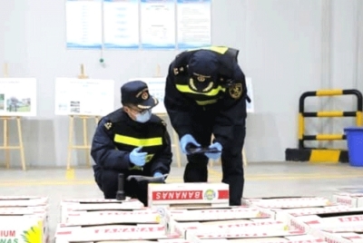 中老铁路开通,老挝香蕉直入中国市场