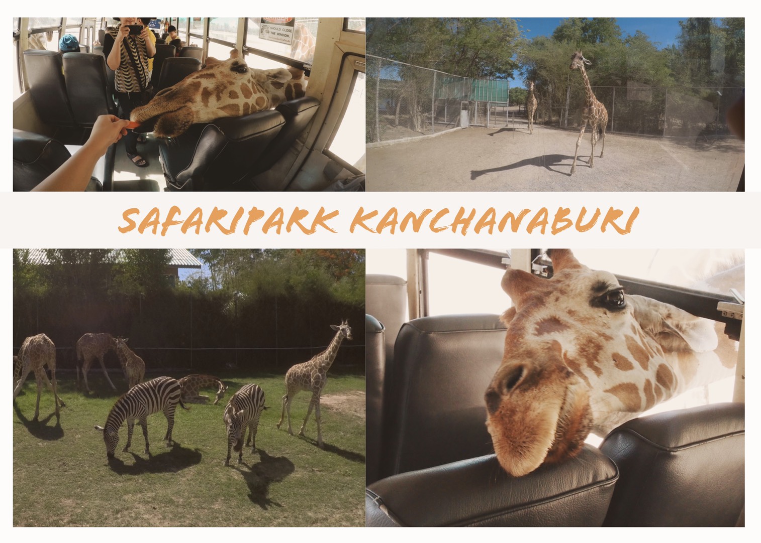 safaripark-kanchanaburi-cover.jpg