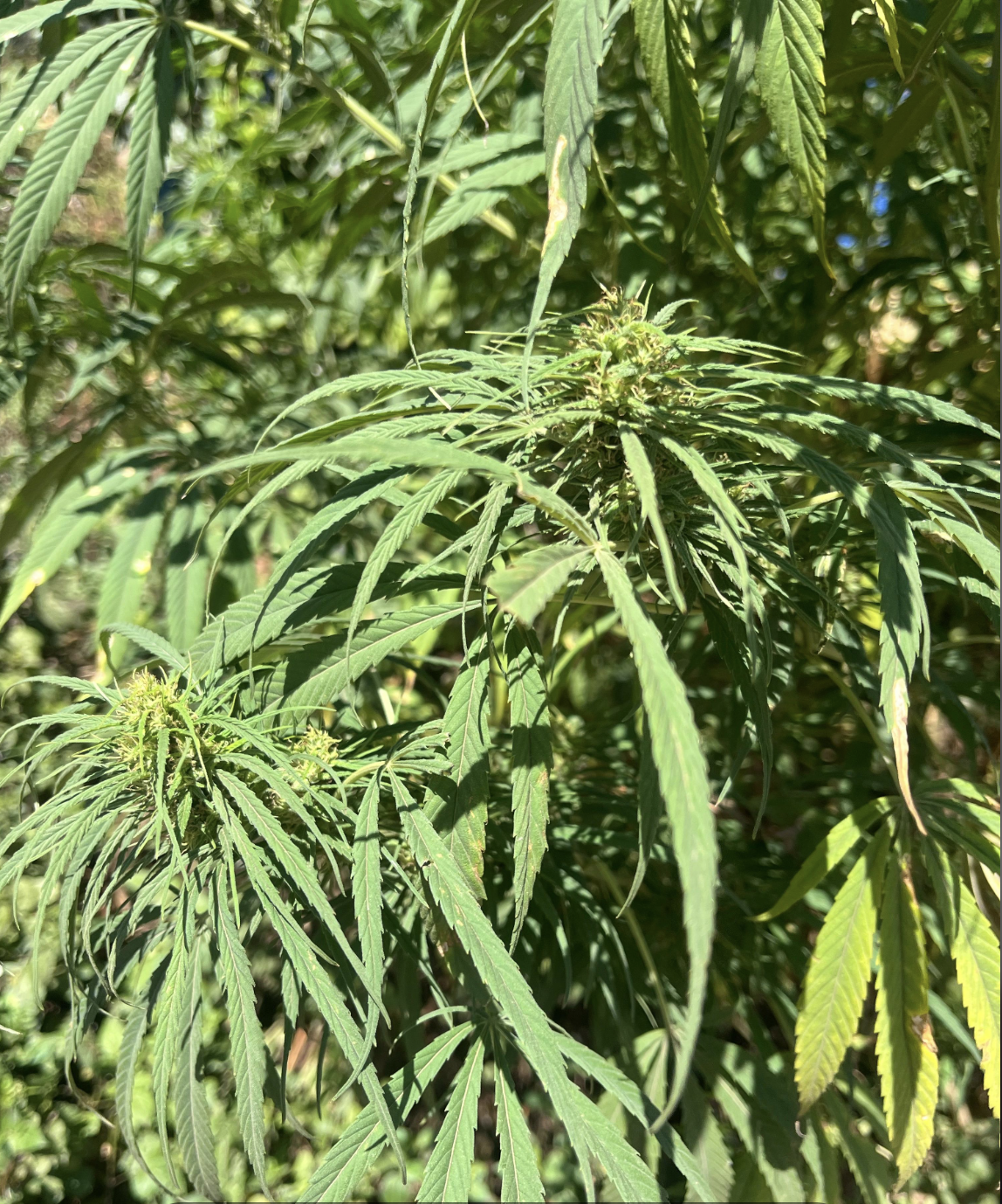 Pasted Graphic 4.png