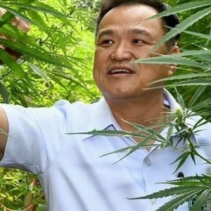 泰卫生部长将向泰国家庭赠送100万株大麻