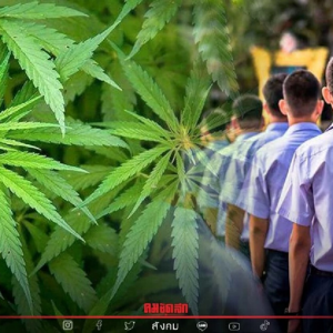 曼谷市出台九项措施预防中小学生使用大麻隐患