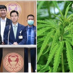 远进党：大麻必须有法约束，不能极度自由化