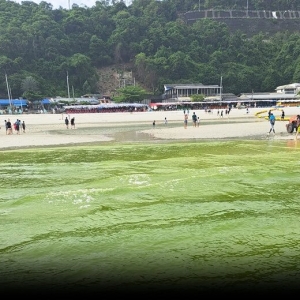 惊奇！芭提雅格兰岛海水变绿