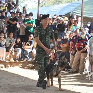 “落榜军犬”拍卖会火热进行，拉布拉多犬“Lean”拍出近十万铢