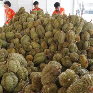 泰国曼谷置地开设首家榴莲配送中心！豪气免费赠送10吨榴莲