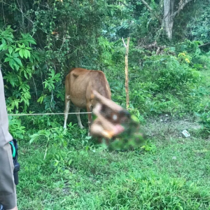 白人男子欲性侵泰牛，却惨遭牛顶飞