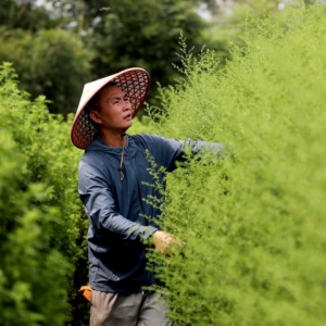 广西山区“小草”惠泽非洲