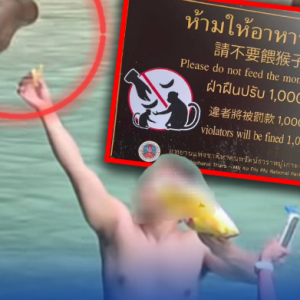 追罚！外国游客皮皮岛违规喂猴