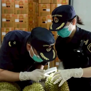 广西龙邦口岸迎来首批泰国榴莲，开启跨境贸易新篇章