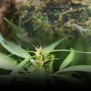 泰国敲定新规！购买大麻需医生处方