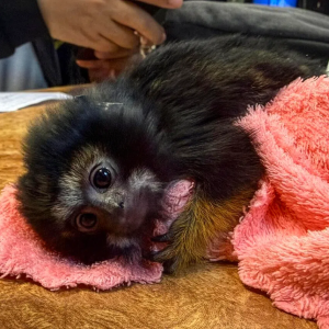 香港乘客在泰机场走私野生动物被捕