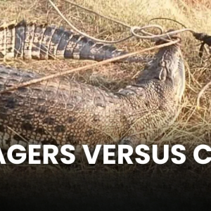 鳄鱼误认成漂木，险些伤人