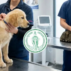 宠物芯片登记条例出台,曼谷2027年生效