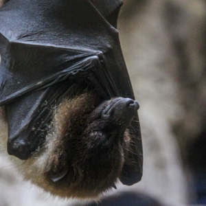 尼帕病毒真相揭示：可侵袭大脑，致死率极高！